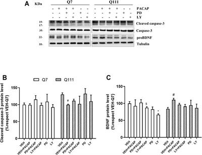 Pituitary Adenylate Cyclase-Activating Polypeptide (PACAP) Protects Striatal Cells and Improves Motor Function in Huntington’s Disease Models: Role of PAC1 Receptor